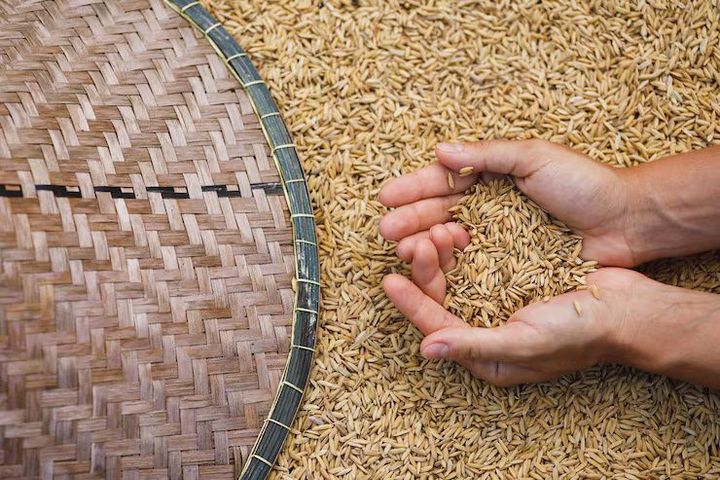 Rice Milling Explained: Discover Process, Equipment, and Industry Facts